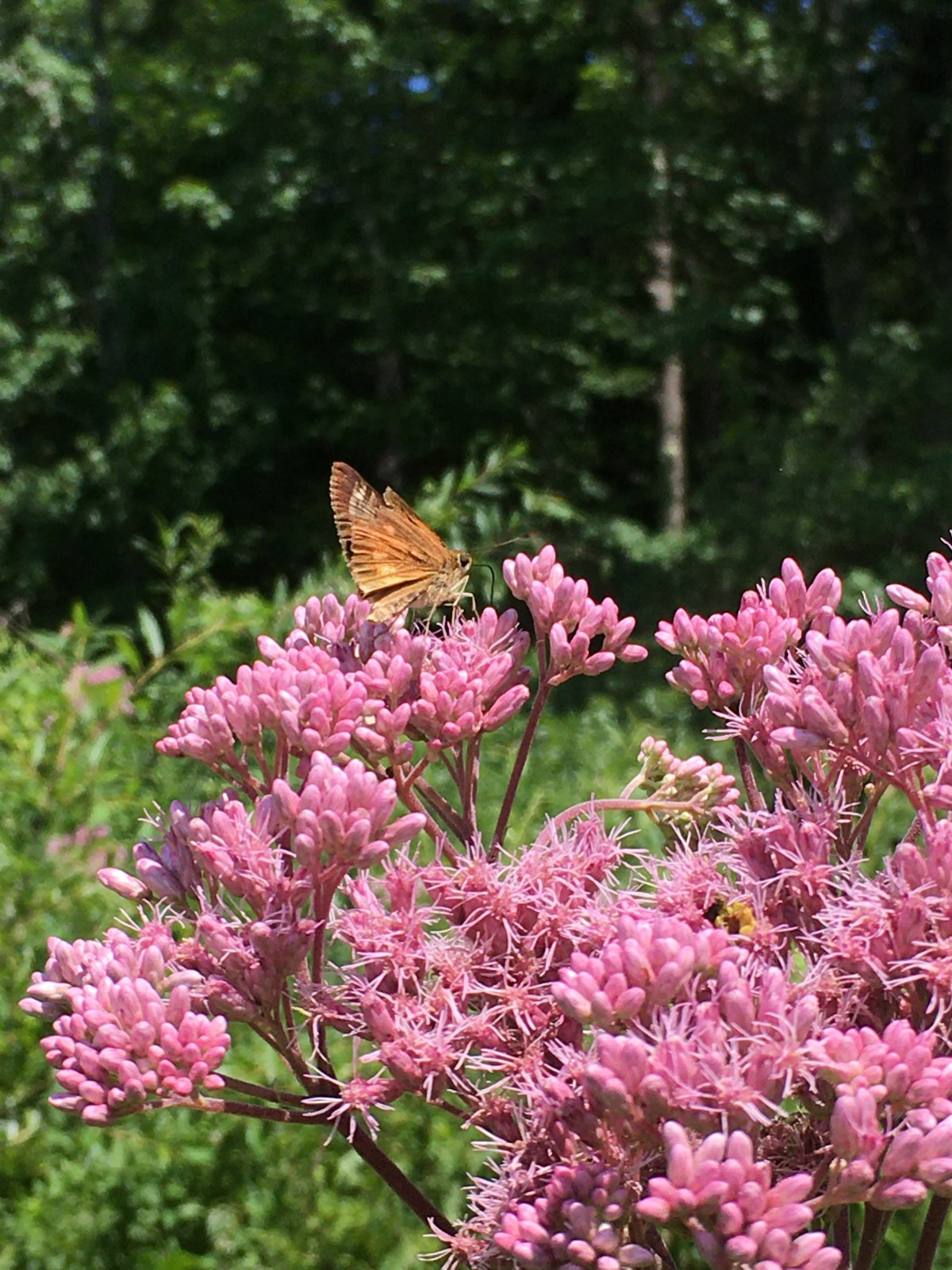 An Ode to Summer&nbsp;Wildflowers